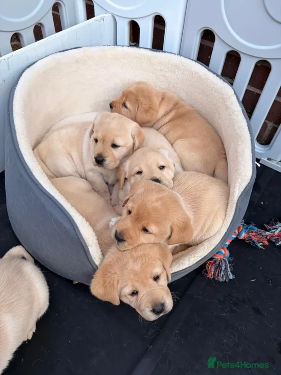 拉布拉多寻回犬