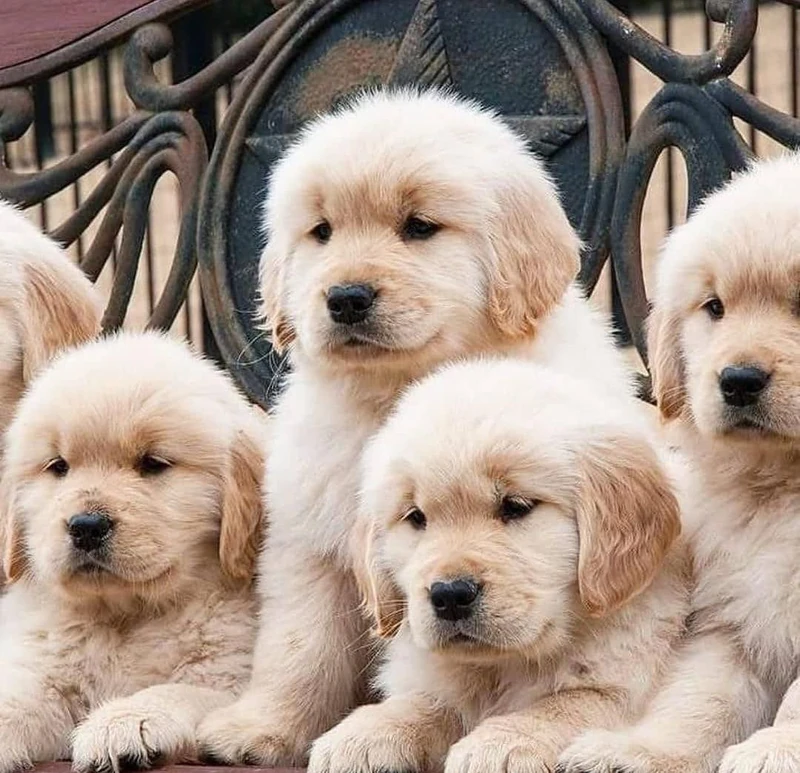 Poodles