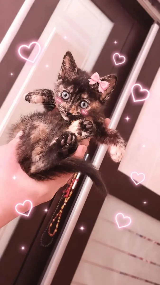 Je veux donner mon chat.