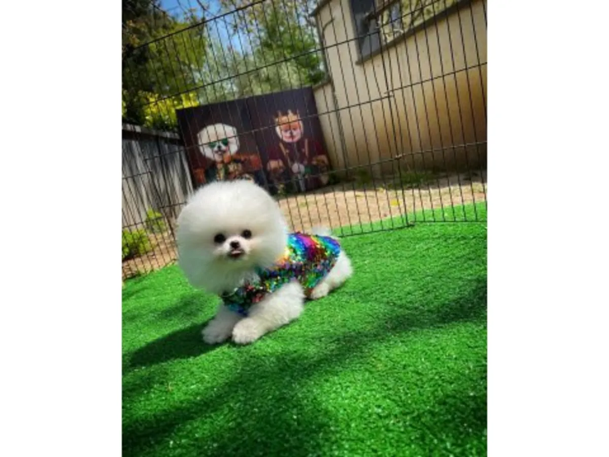 Kar Beyazı Boo Suratlı Pomeranian Erkek - Aşırı Sevimli ve Uysal!