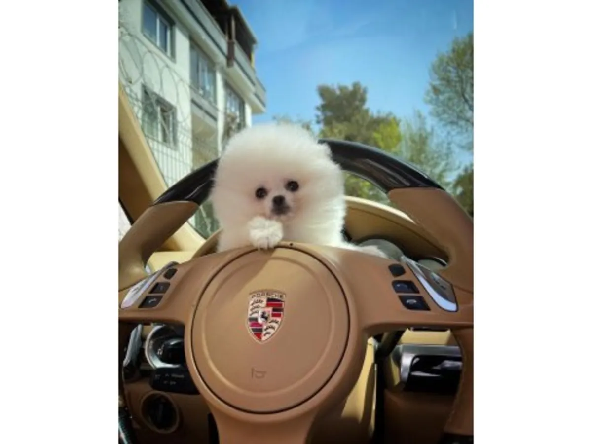 Kar Beyazı Boo Suratlı Pomeranian Erkek - Aşırı Sevimli ve Uysal!