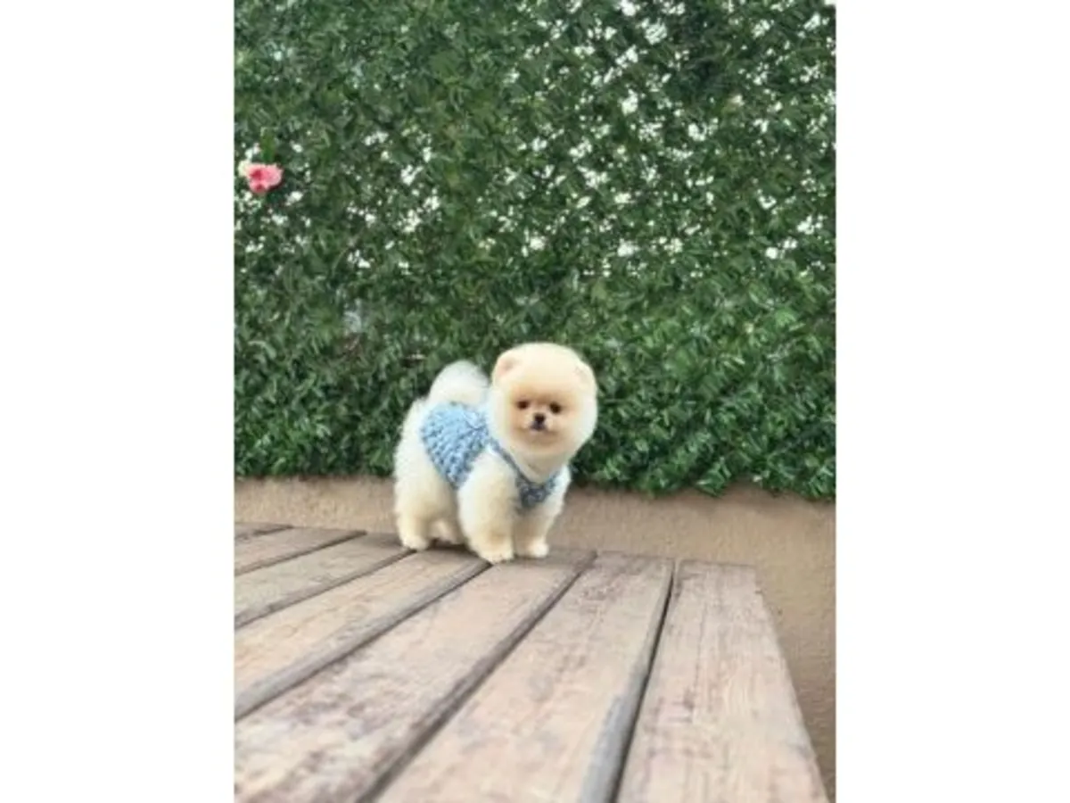 Bembeyaz Teacup Pomeranian Dişi Prenses - Çok Sakin, Havlamayan Karakter