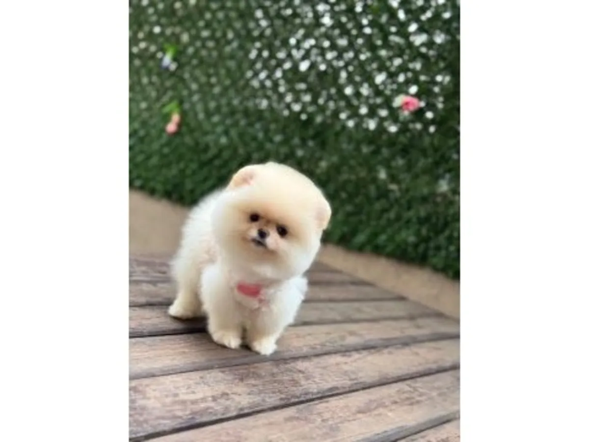 Bembeyaz Teacup Pomeranian Dişi Prenses - Çok Sakin, Havlamayan Karakter