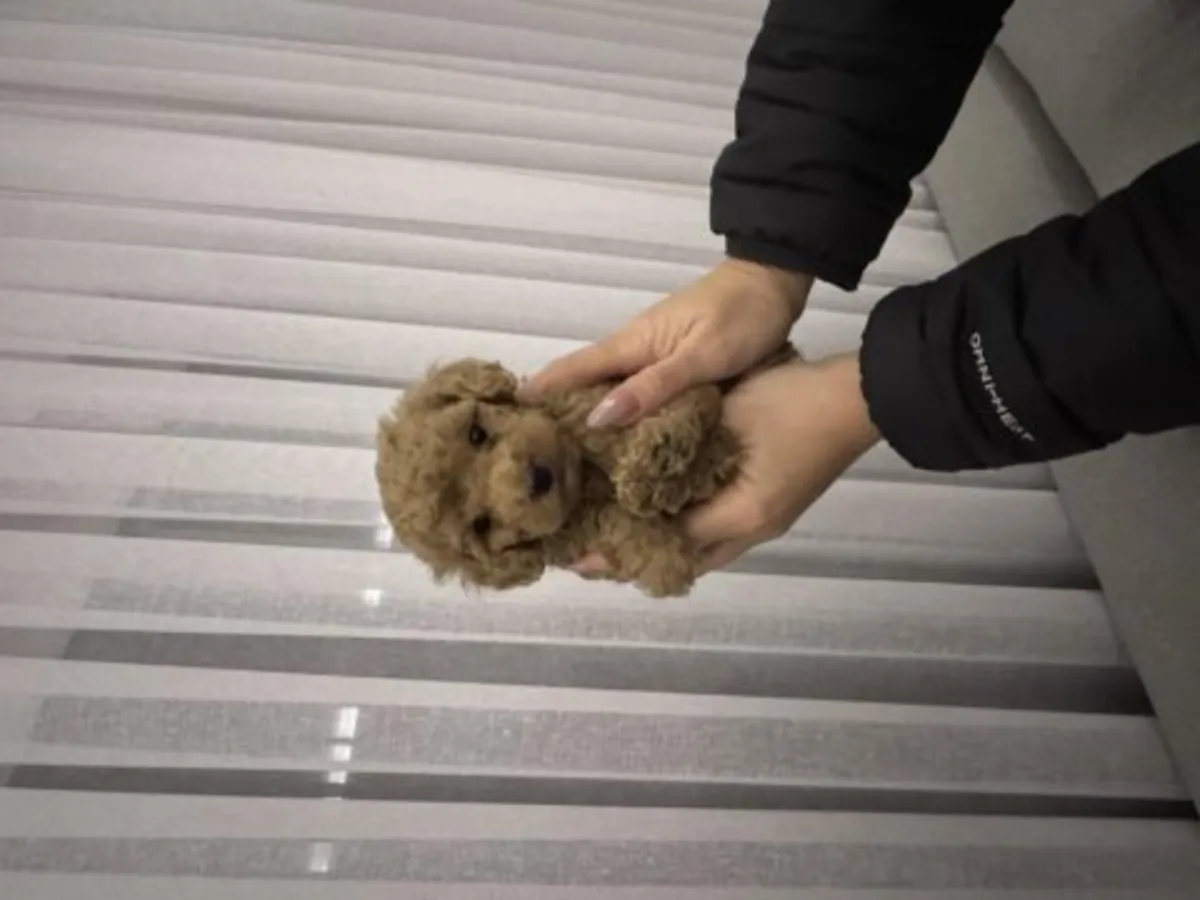 Koyu Kahve (Çikolata) Toy Poodle Erkek - Tüy Dökmez, Çok Zeki!