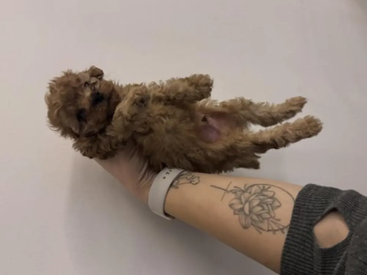 Koyu Kahve (Çikolata) Toy Poodle Erkek - Tüy Dökmez, Çok Zeki!