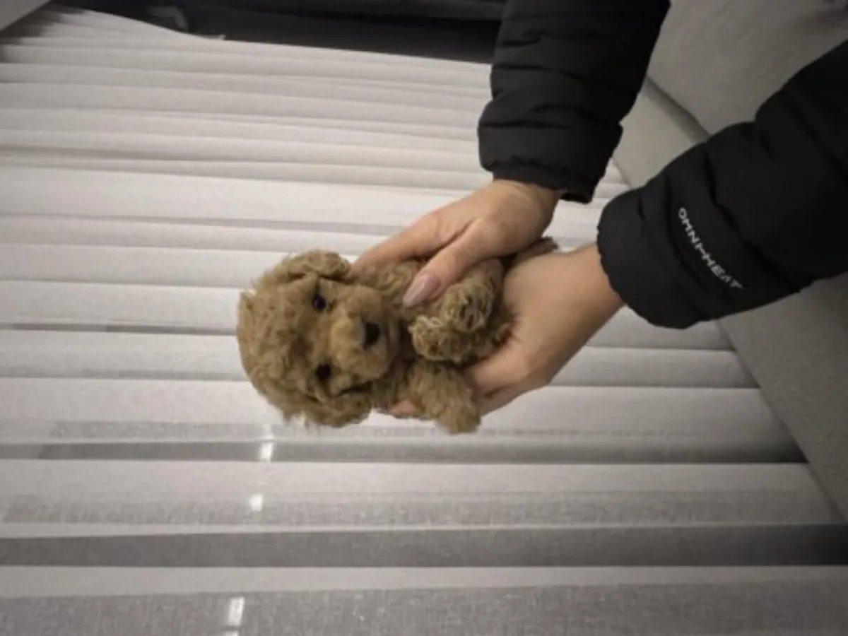 Koyu Kahve (Çikolata) Toy Poodle Erkek - Tüy Dökmez, Çok Zeki!