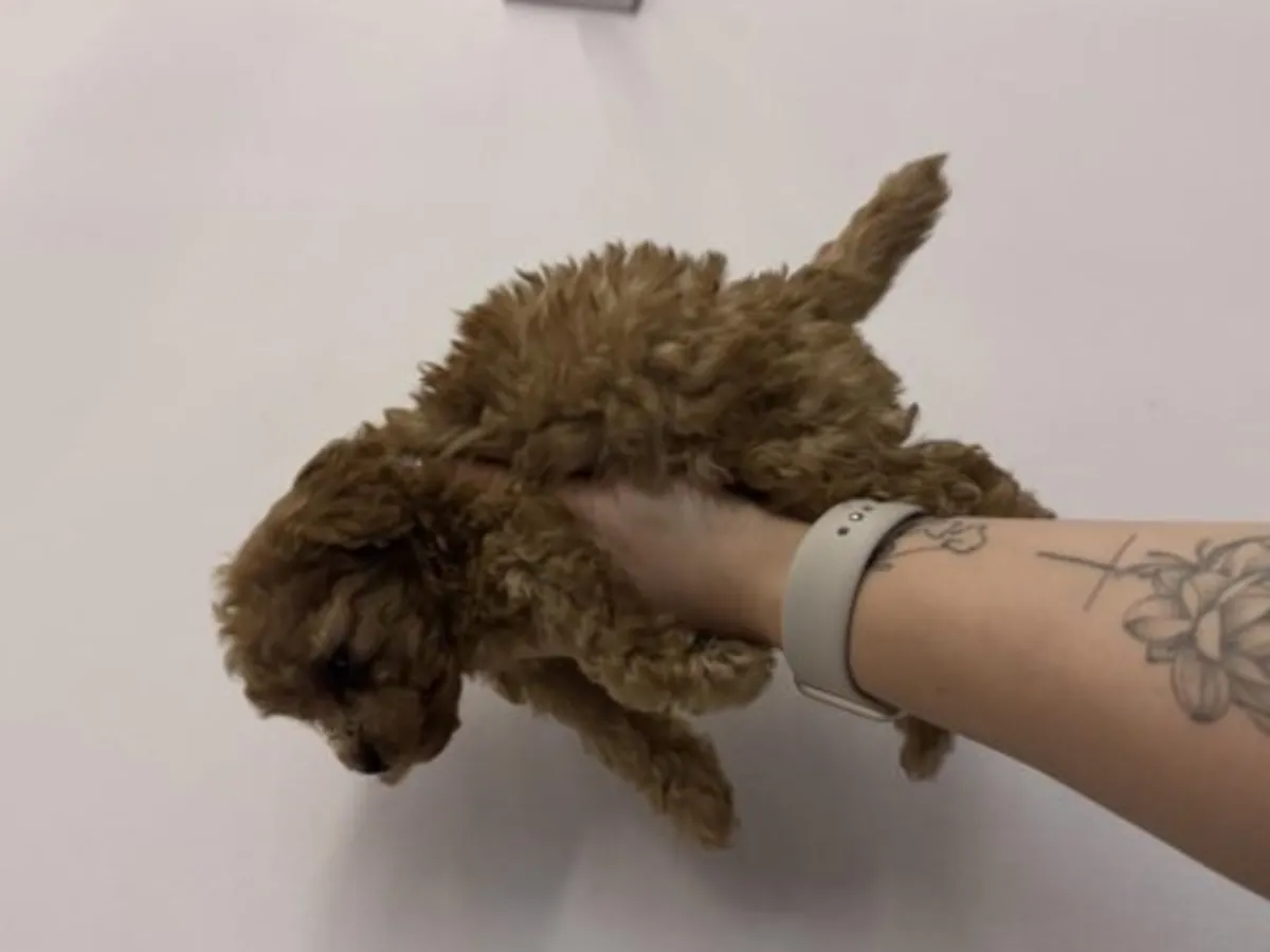 Koyu Kahve (Çikolata) Toy Poodle Erkek - Tüy Dökmez, Çok Zeki!