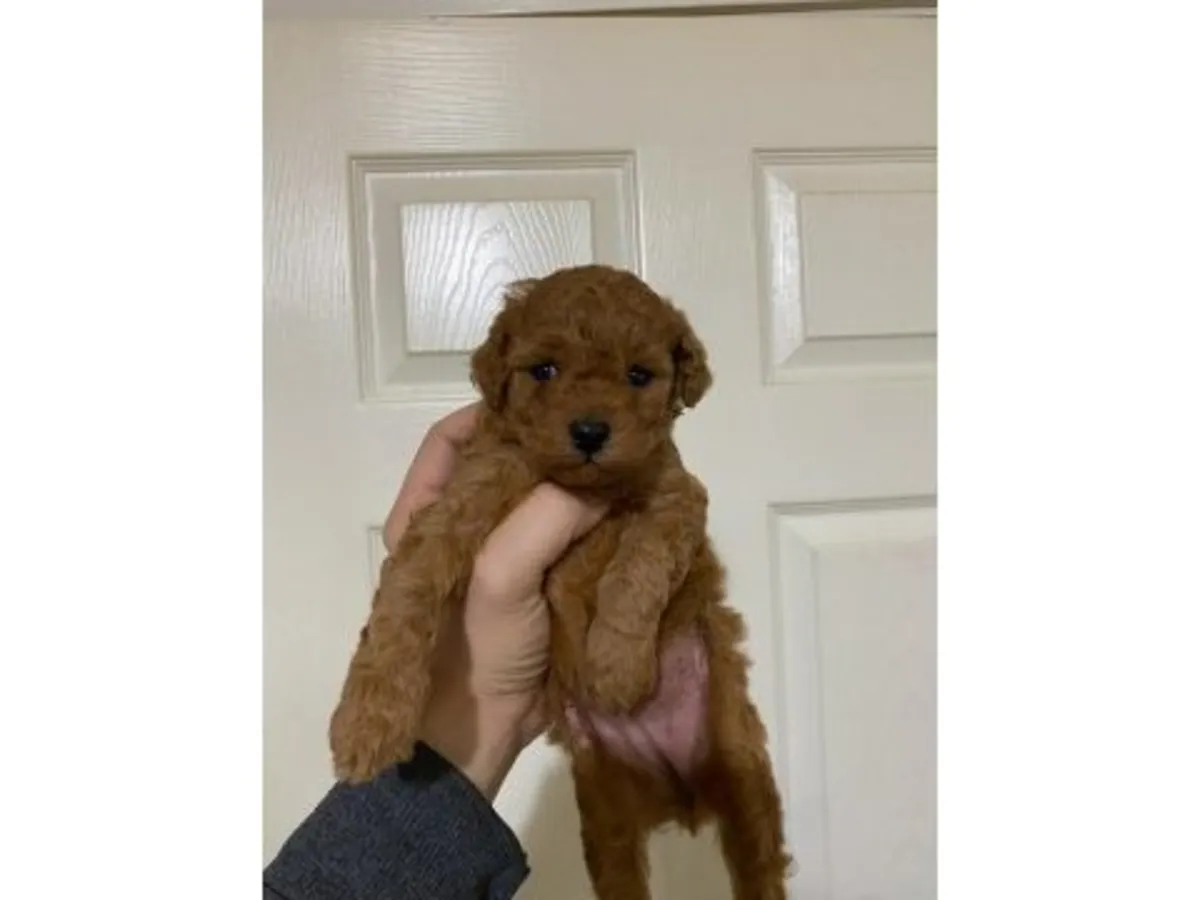 Koyu Kahverengi Minyatür Poodle Dişi - Mükemmel Huylu Aile Köpeği