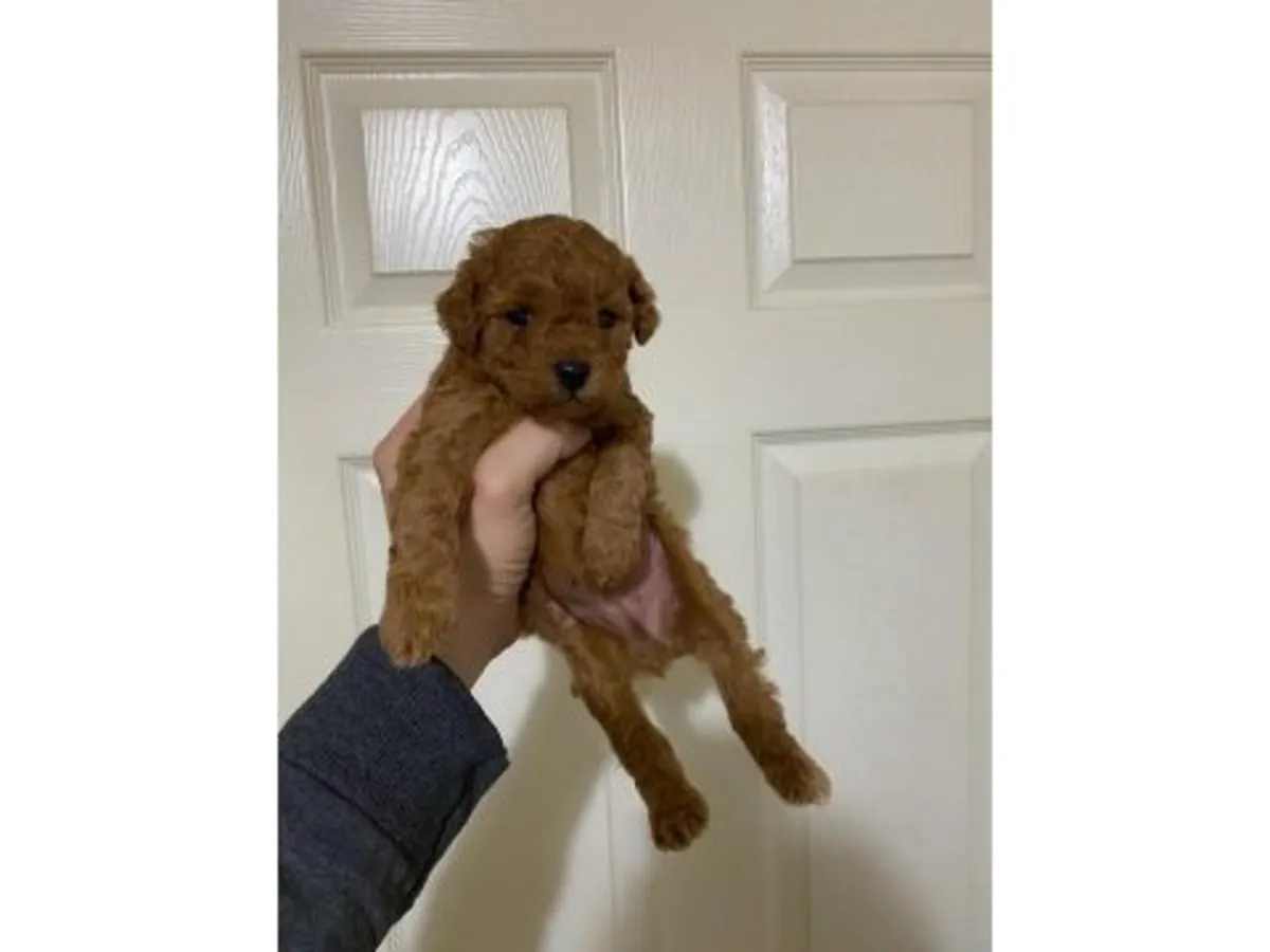 Koyu Kahverengi Minyatür Poodle Dişi - Mükemmel Huylu Aile Köpeği