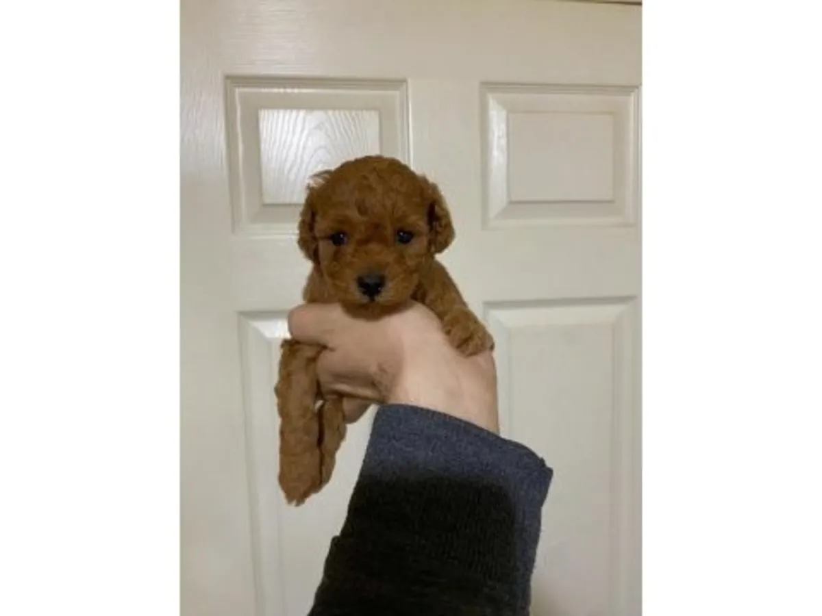 Koyu Kahverengi Minyatür Poodle Dişi - Mükemmel Huylu Aile Köpeği