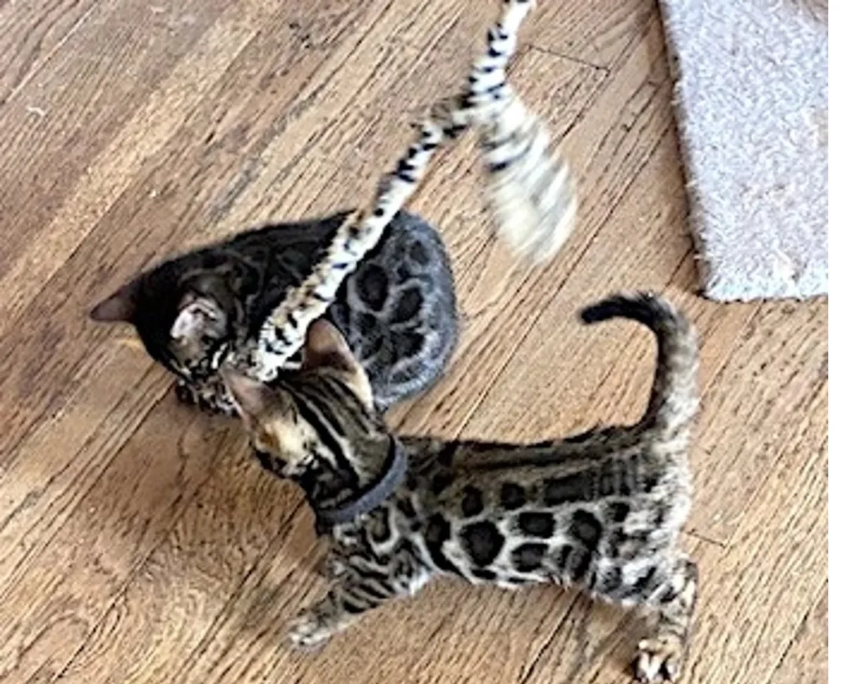 孟加拉小猫（雌雄）
