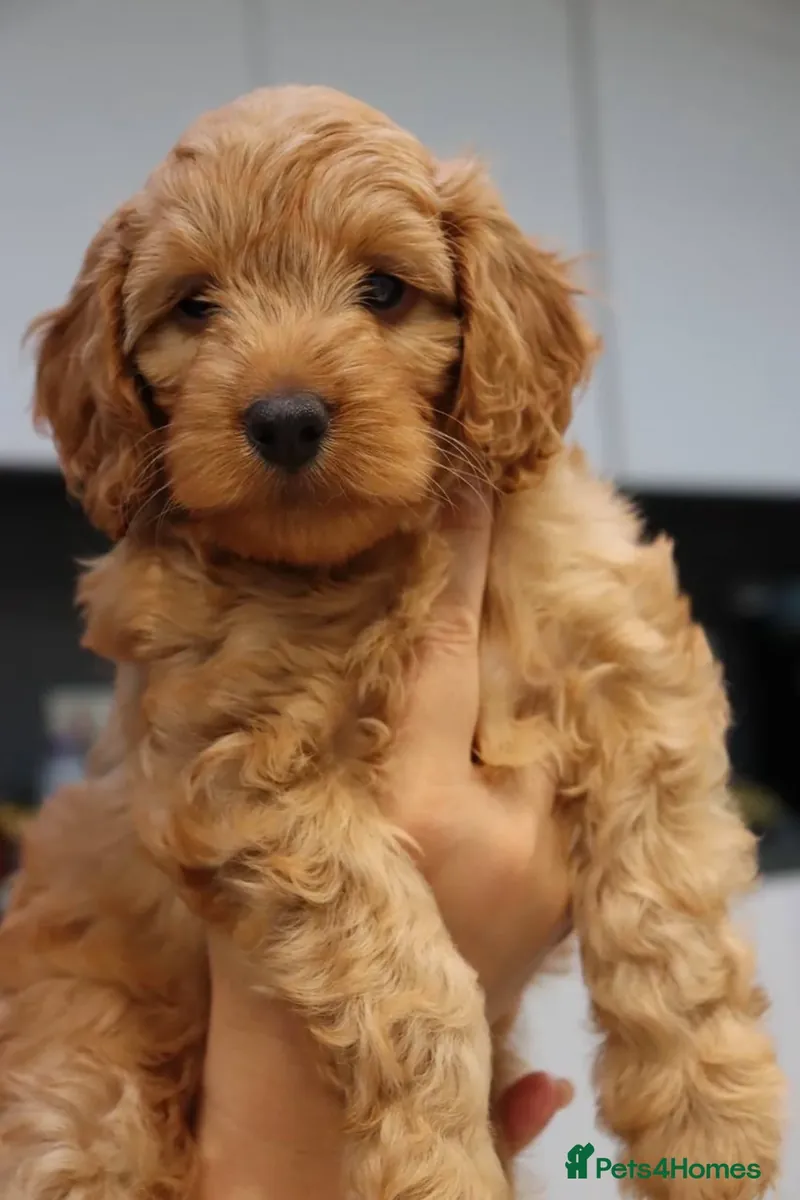 Ready Stunning F1 puppies Champions Bloodlines
