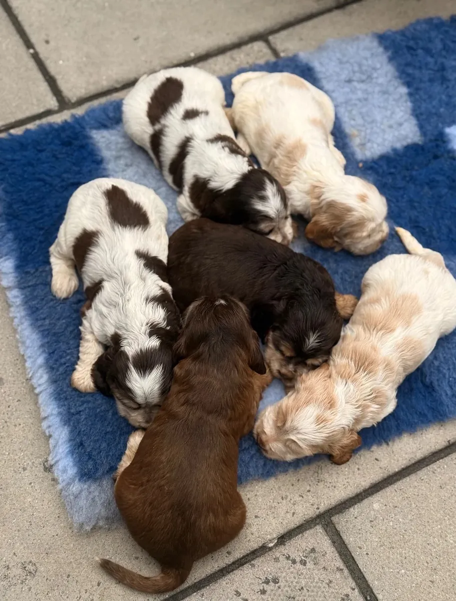 cocker spaniels puppies available 