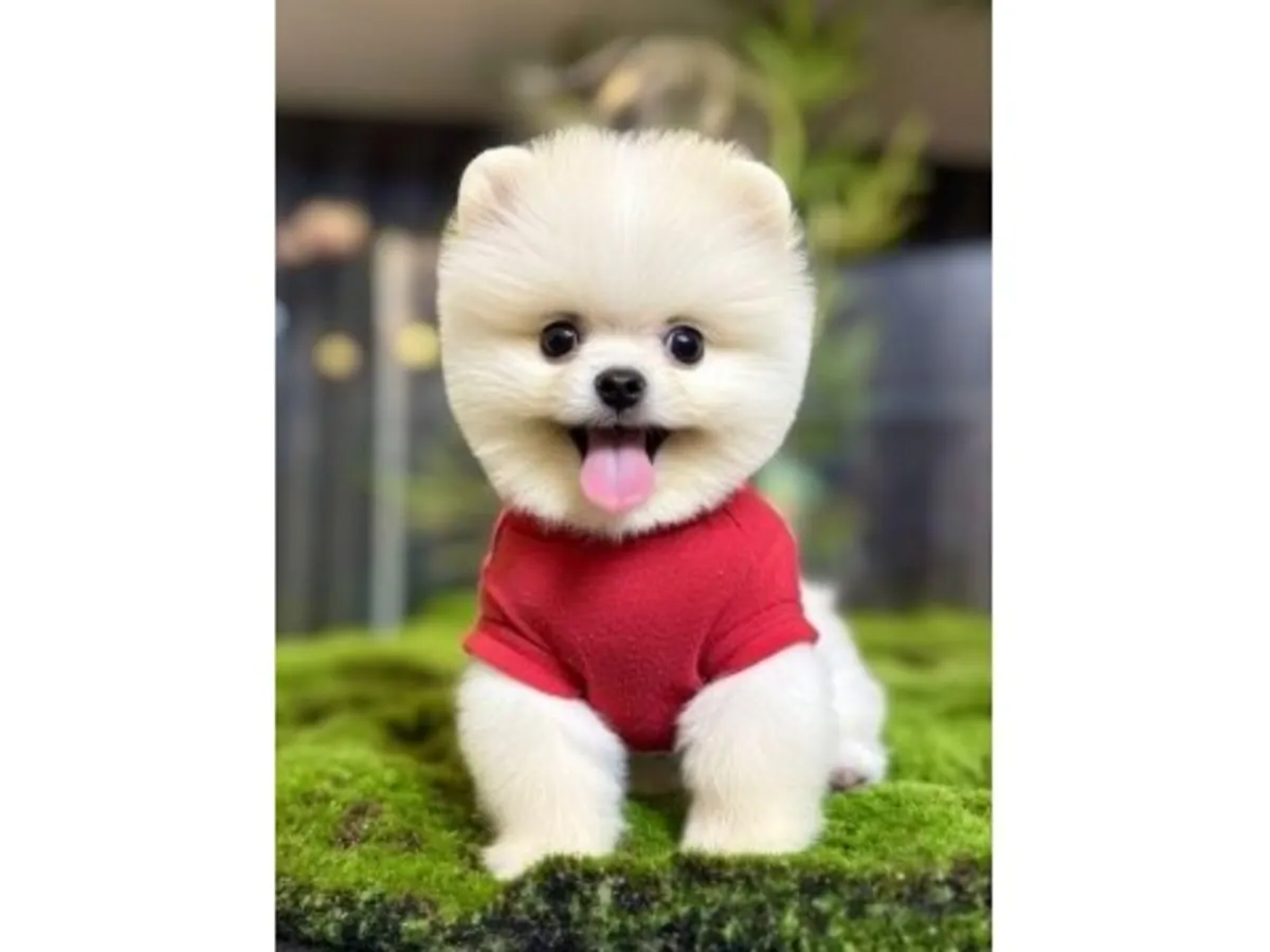 Stunning Pure White Pomeranian Boy - Fluffy Cloud, Ready Now!