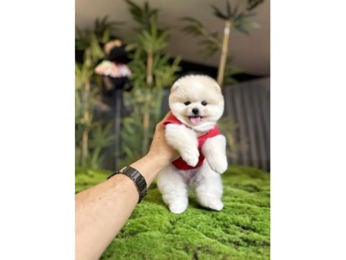 Stunning Pure White Pomeranian Boy - Fluffy Cloud, Ready Now!