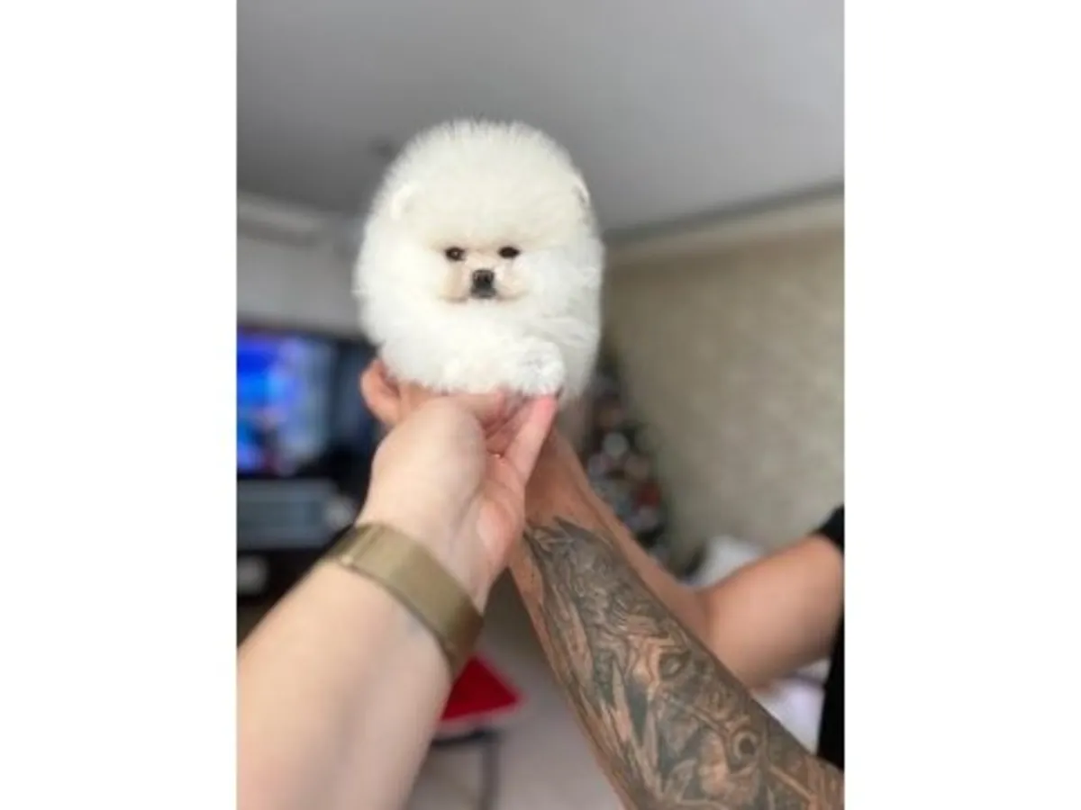 Tiny Ice White Teacup Pomeranian Girl - Very Sweet & Calm