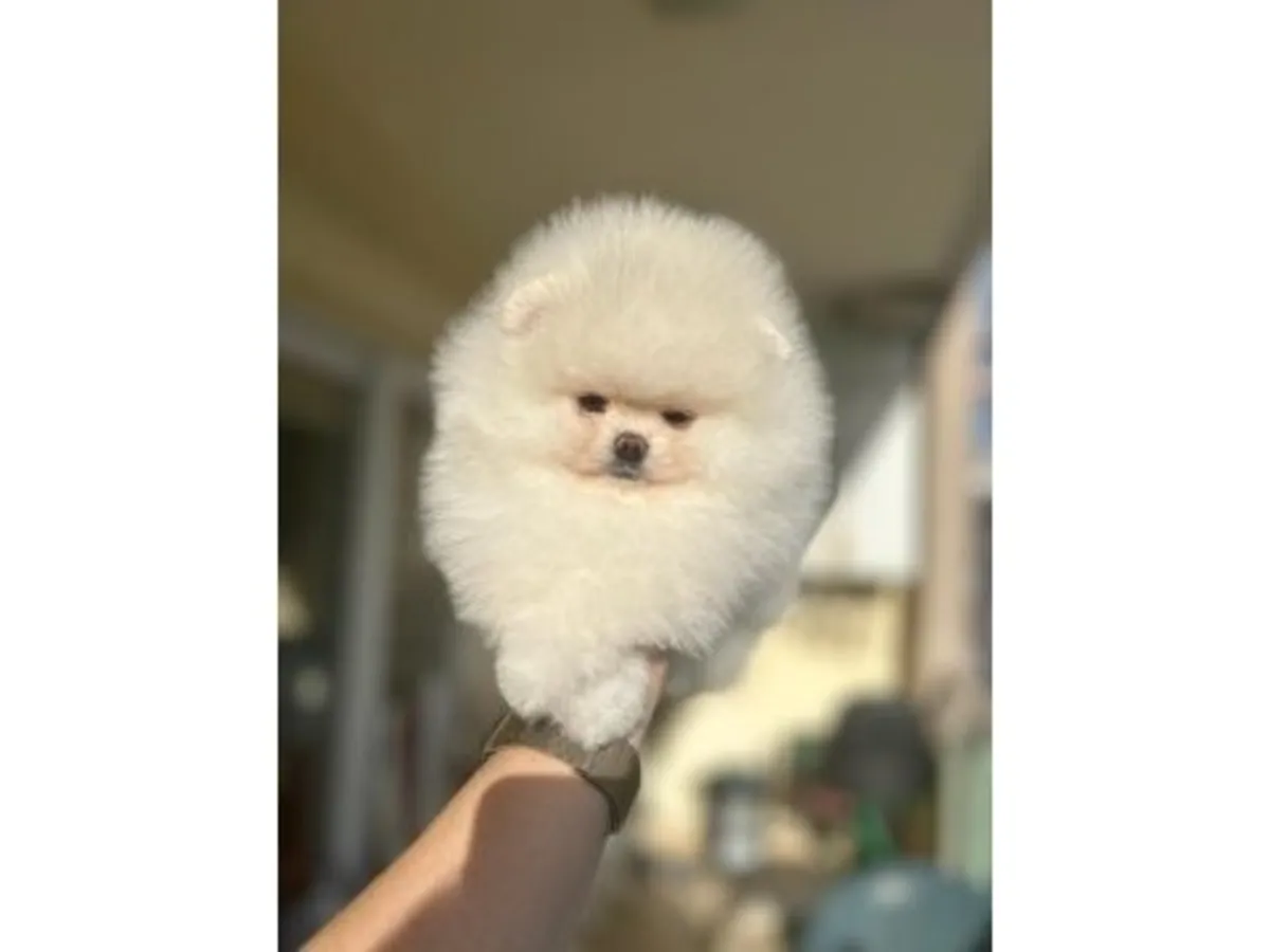Tiny Ice White Teacup Pomeranian Girl - Very Sweet & Calm