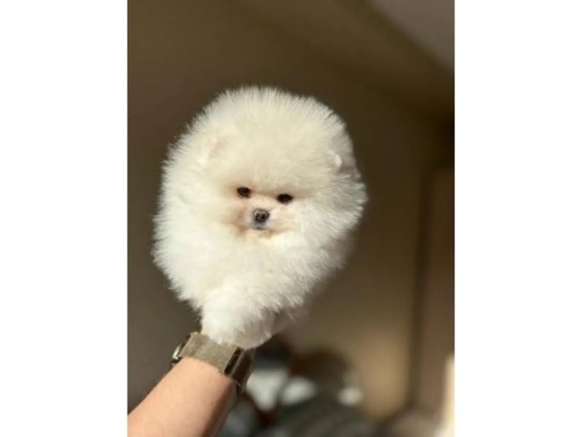 Tiny Ice White Teacup Pomeranian Girl - Very Sweet & Calm