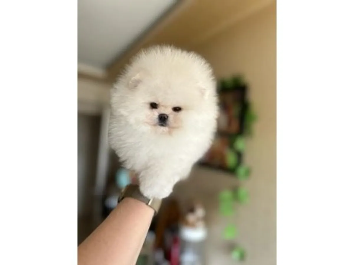 Tiny Ice White Teacup Pomeranian Girl - Very Sweet & Calm