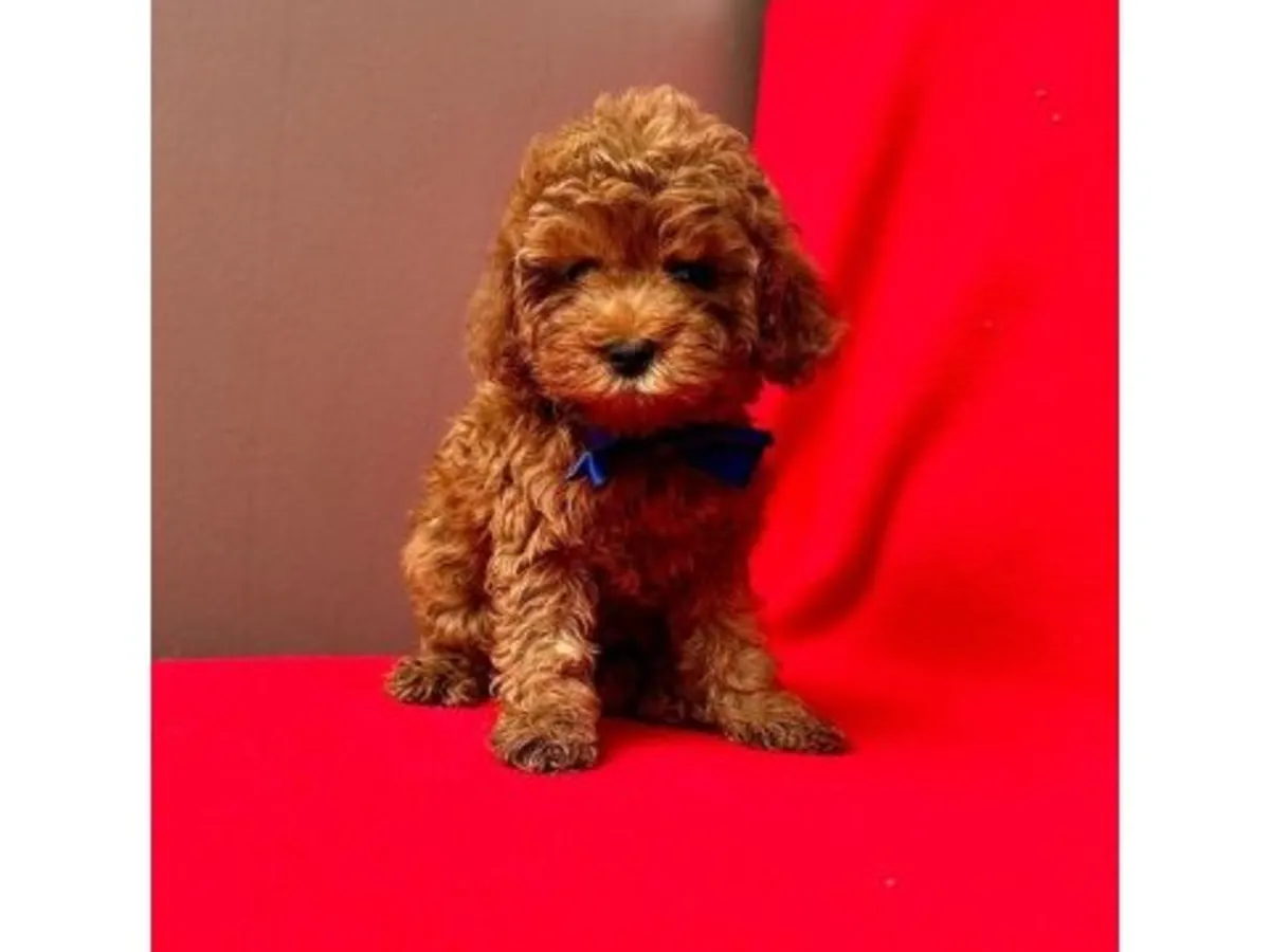 Gorgeous Dark Chocolate Toy Poodle Boy - 100% Non-Shedding!