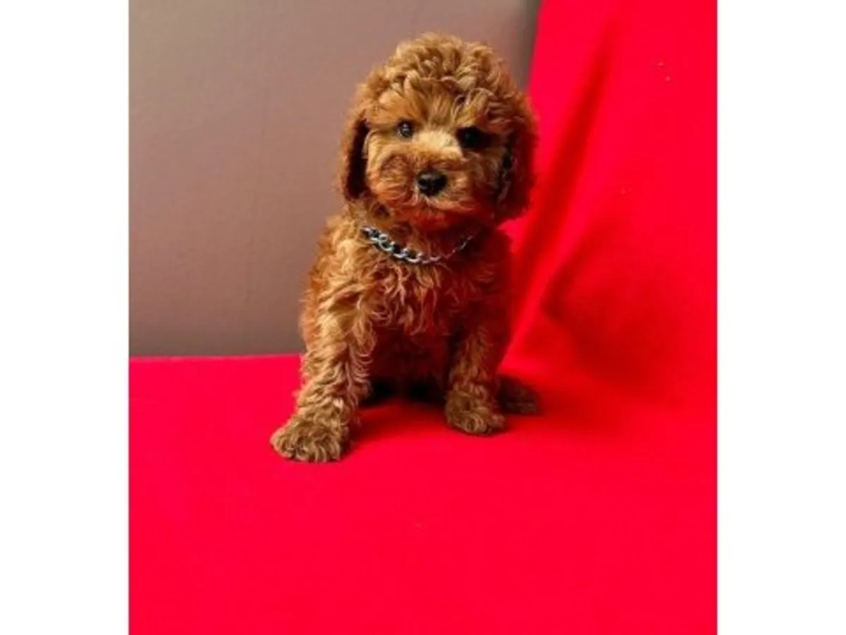 Gorgeous Dark Chocolate Toy Poodle Boy - 100% Non-Shedding!