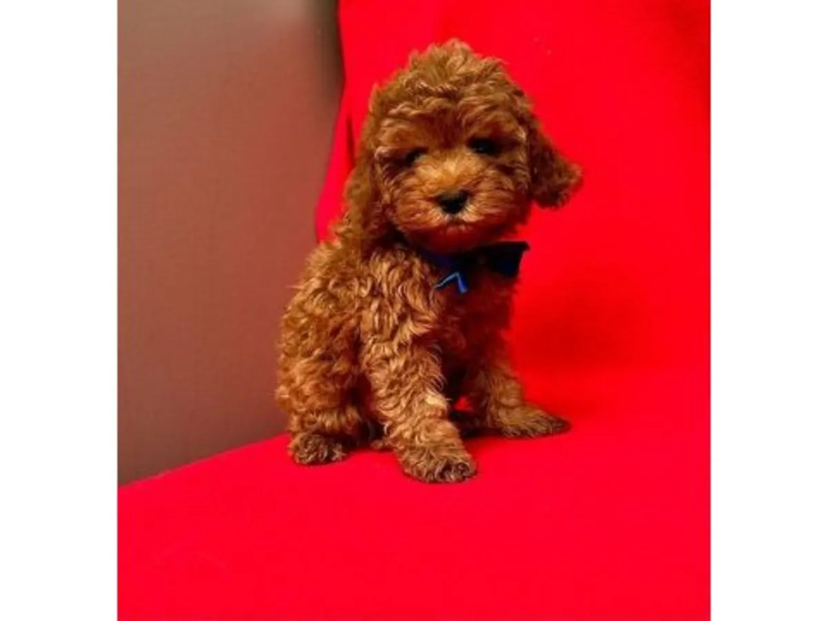 Gorgeous Dark Chocolate Toy Poodle Boy - 100% Non-Shedding!