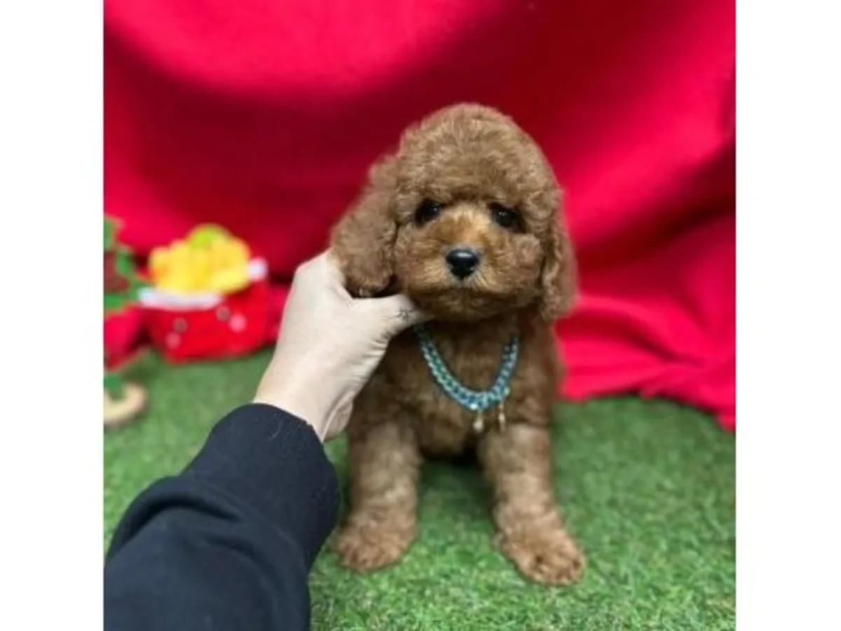 Beautiful Dark Brown Miniature Poodle Girl - Fully Trained & Loving