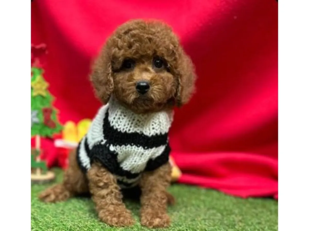 Beautiful Dark Brown Miniature Poodle Girl - Fully Trained & Loving