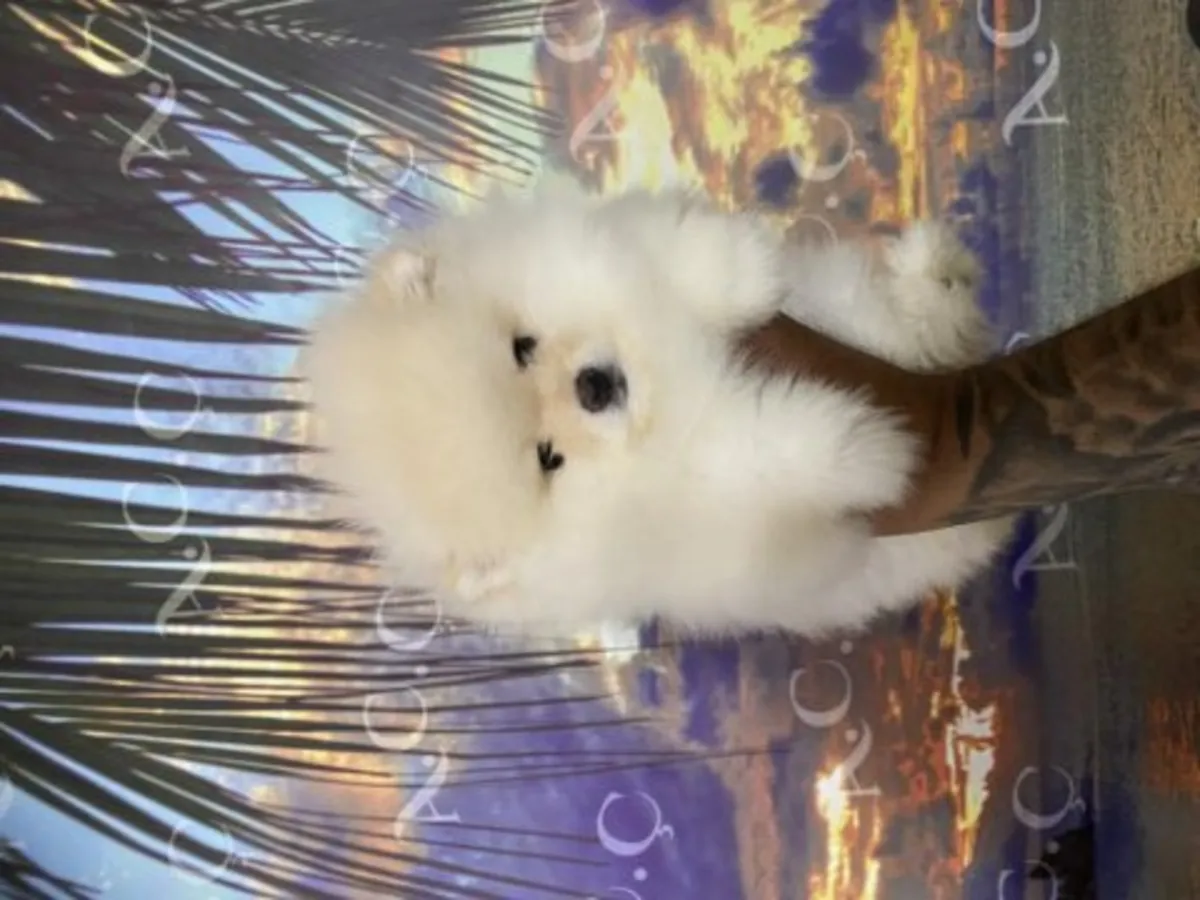 Precioso Macho Pomerania Blanco Nieve - ¡Un Osito Muy Cariñoso!
