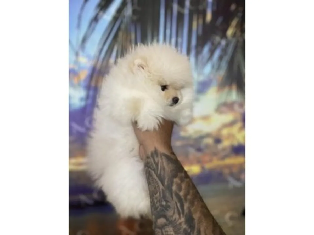Precioso Macho Pomerania Blanco Nieve - ¡Un Osito Muy Cariñoso!