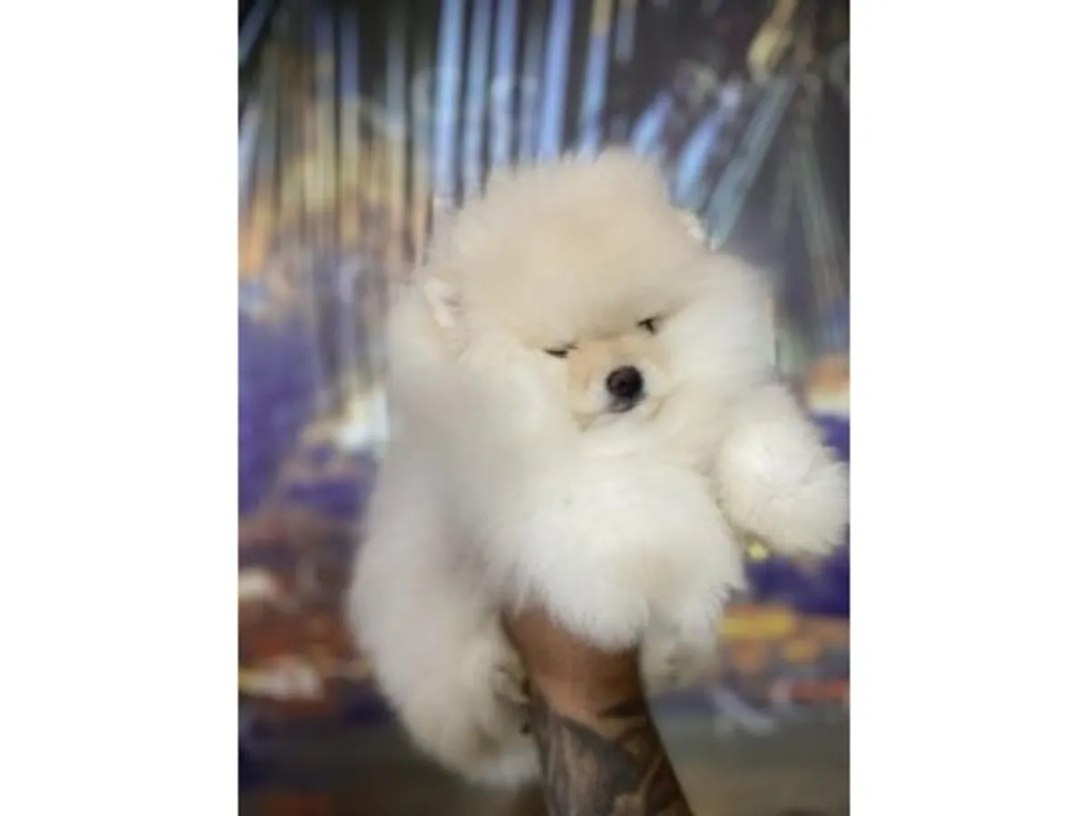Precioso Macho Pomerania Blanco Nieve - ¡Un Osito Muy Cariñoso!