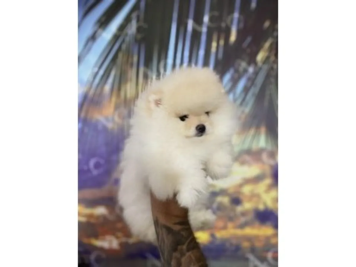 Precioso Macho Pomerania Blanco Nieve - ¡Un Osito Muy Cariñoso!