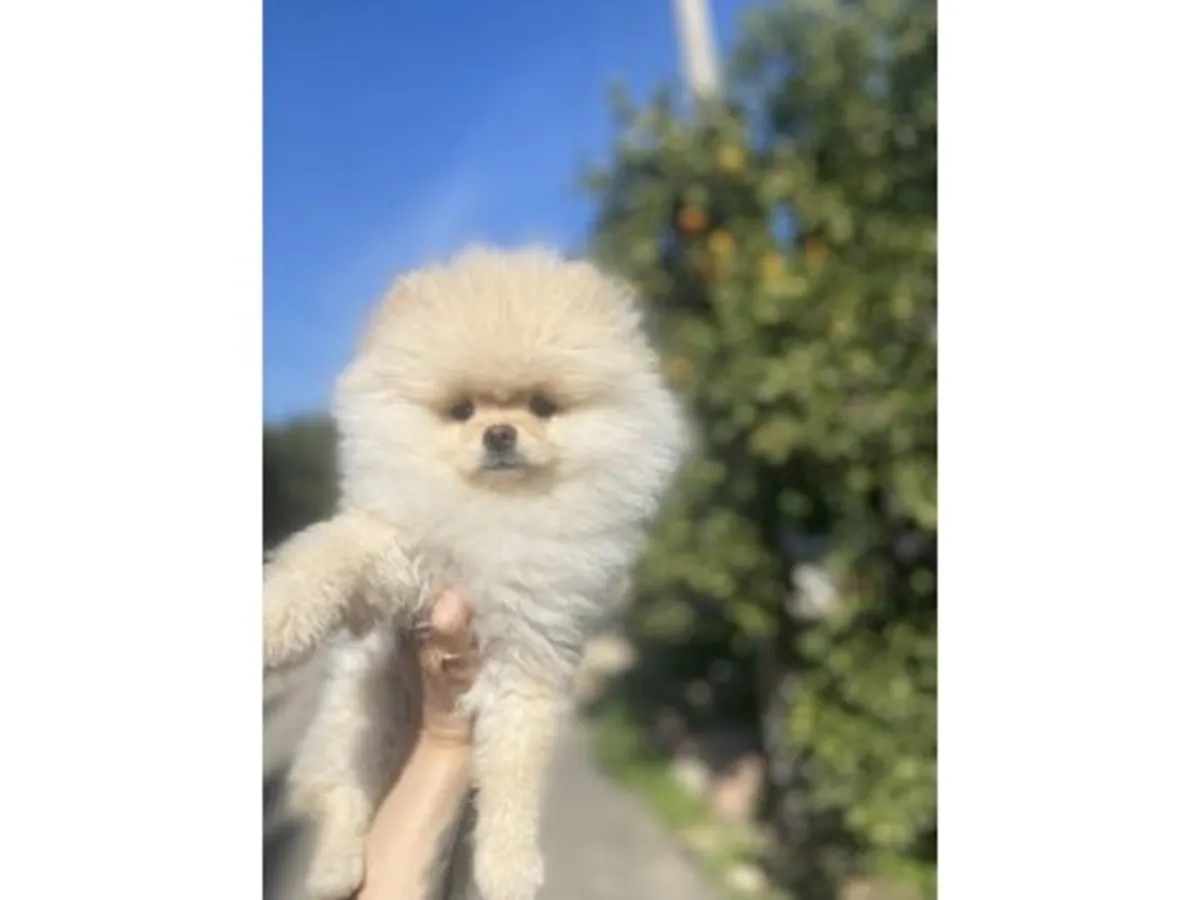 Diminuta Hembra Pomerania Blanca - ¡Súper Tranquila y Dulce!