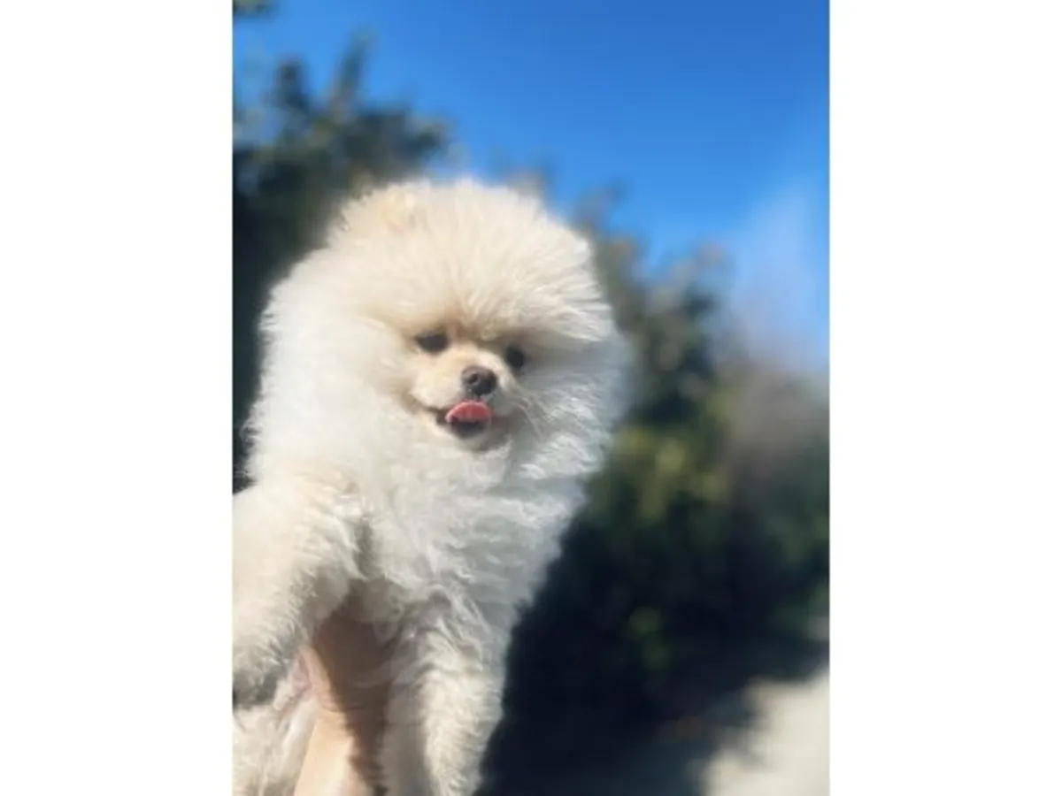 Diminuta Hembra Pomerania Blanca - ¡Súper Tranquila y Dulce!