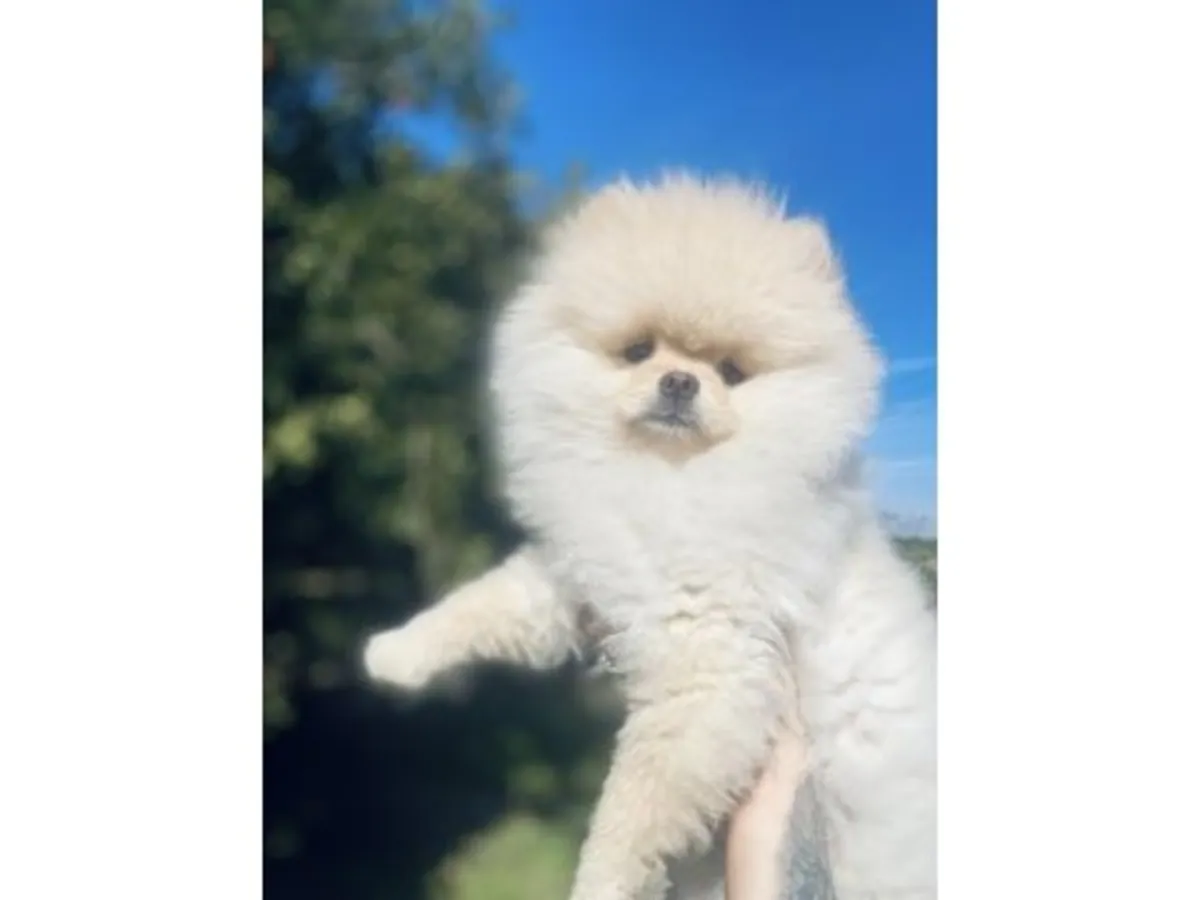 Diminuta Hembra Pomerania Blanca - ¡Súper Tranquila y Dulce!