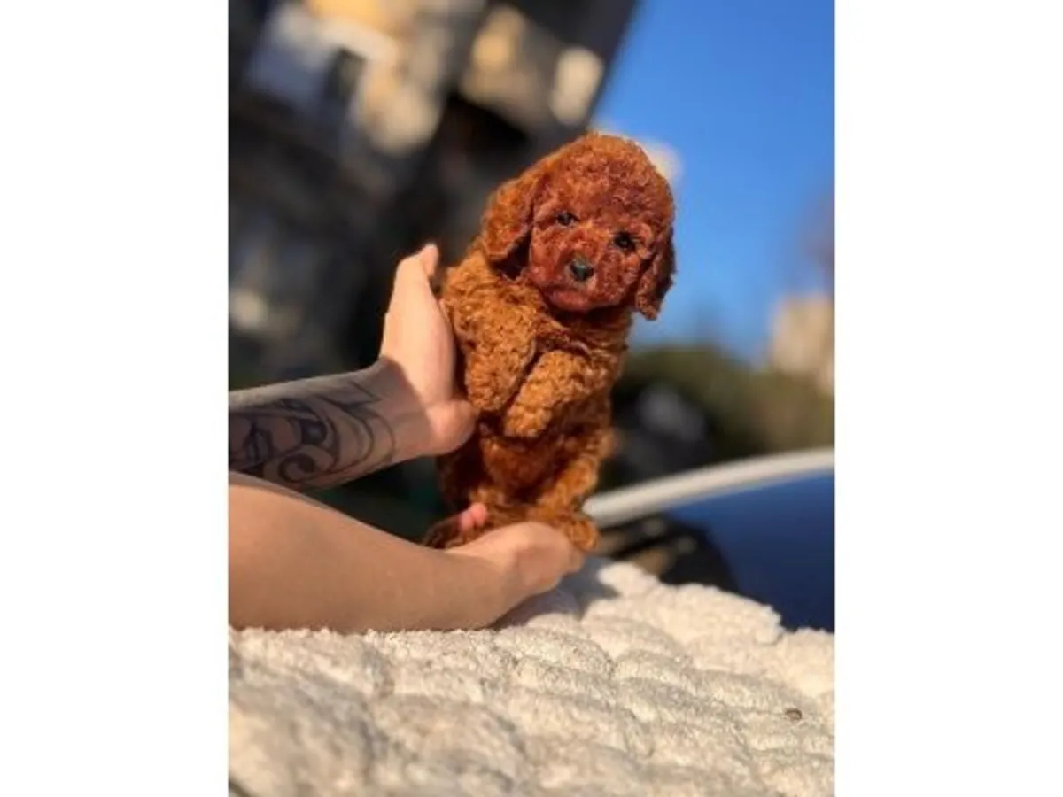 Espectacular Caniche Toy Marrón Oscuro - ¡100% Hipoalergénico!