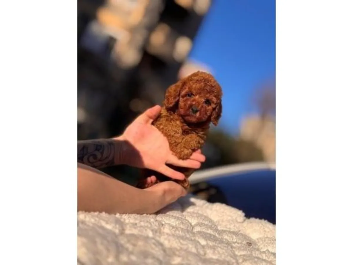 Espectacular Caniche Toy Marrón Oscuro - ¡100% Hipoalergénico!