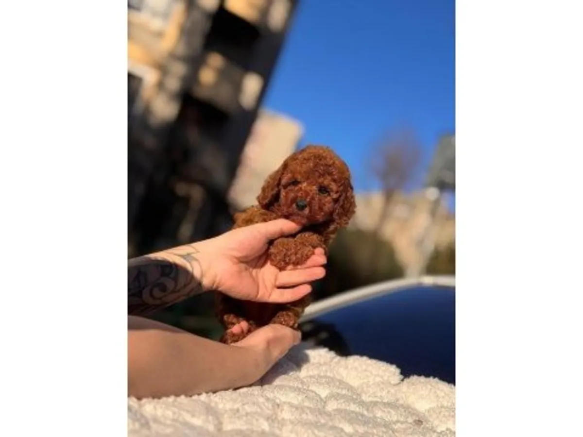 Espectacular Caniche Toy Marrón Oscuro - ¡100% Hipoalergénico!