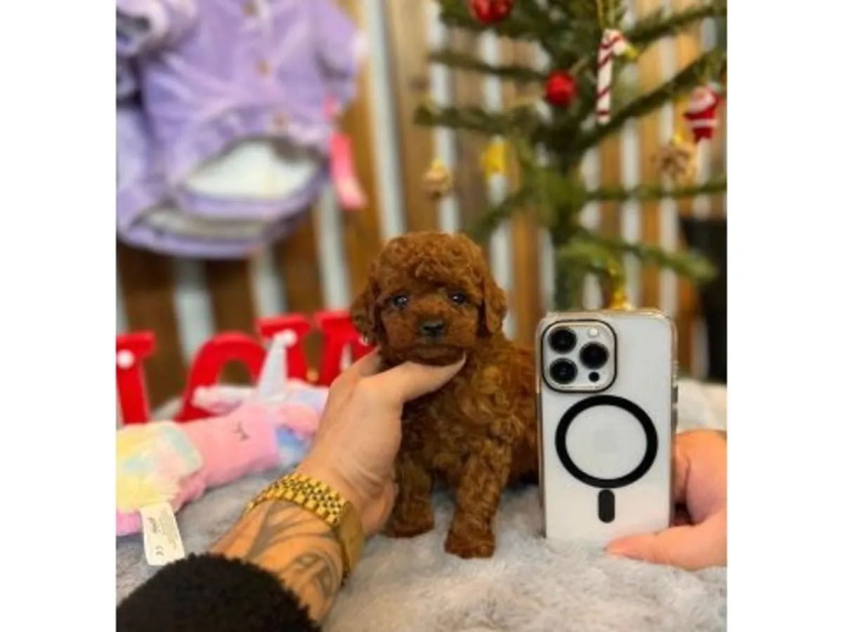 Preciosa Hembra Caniche Miniatura Chocolate - Educada y Cariñosa