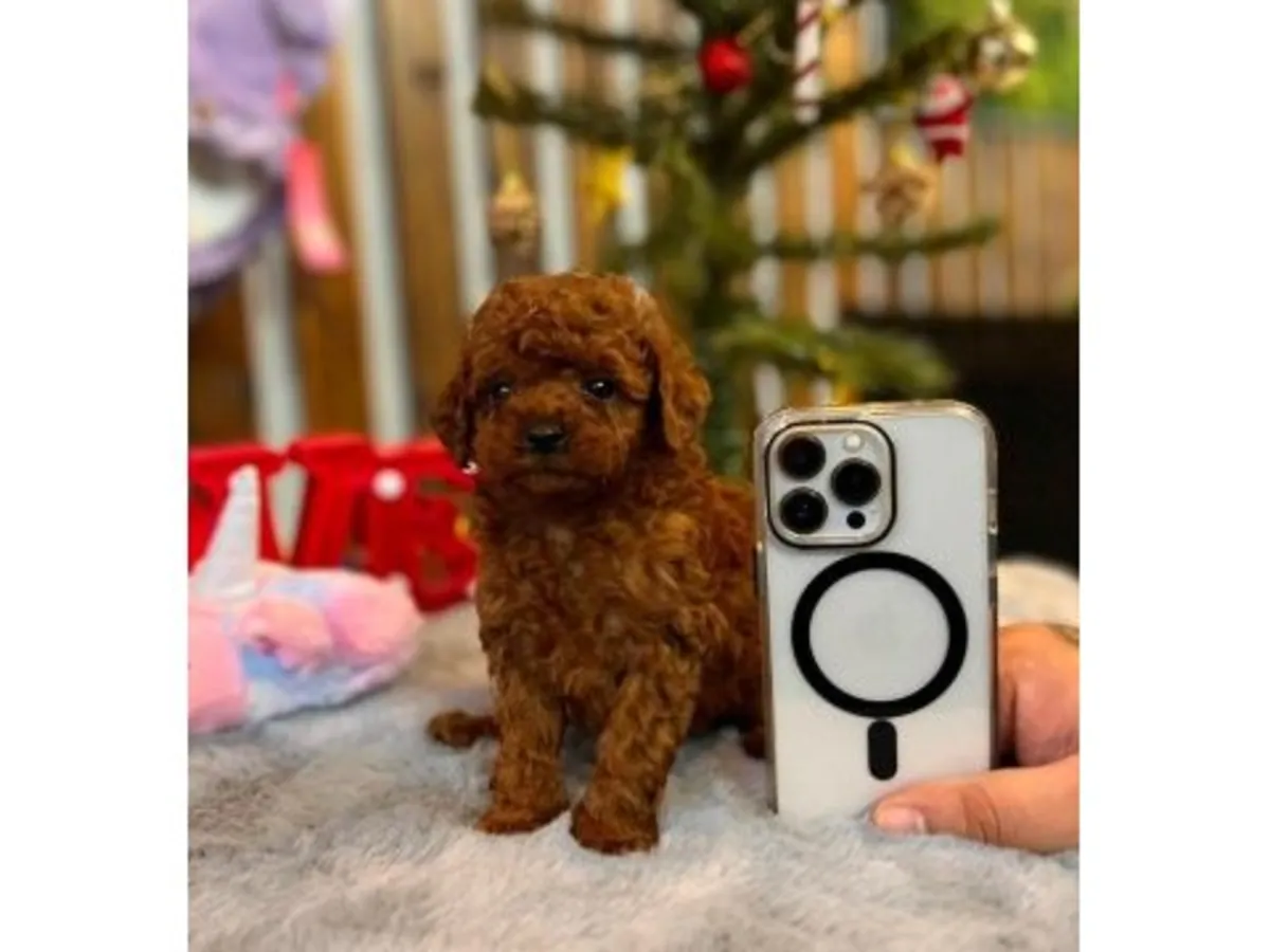 Preciosa Hembra Caniche Miniatura Chocolate - Educada y Cariñosa