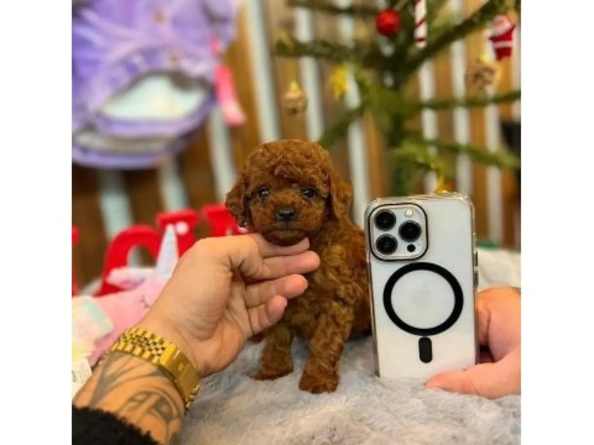 Preciosa Hembra Caniche Miniatura Chocolate - Educada y Cariñosa