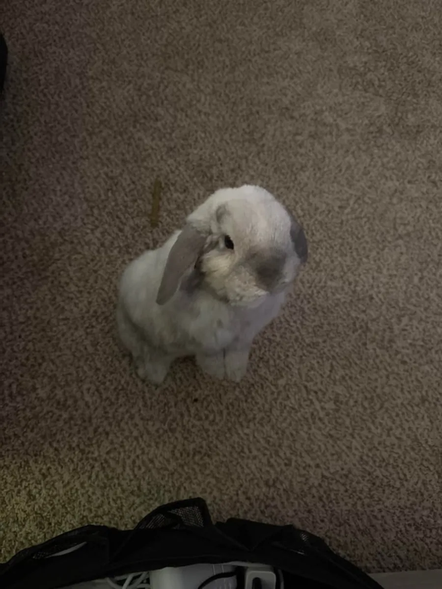Adorable lapin Holland Lop cherche une famille calme pour la vie.
