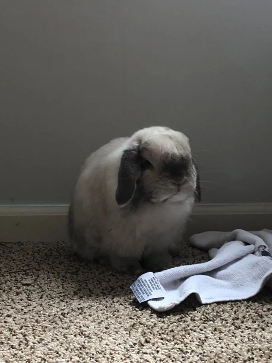 Adorable lapin Holland Lop cherche une famille calme pour la vie.