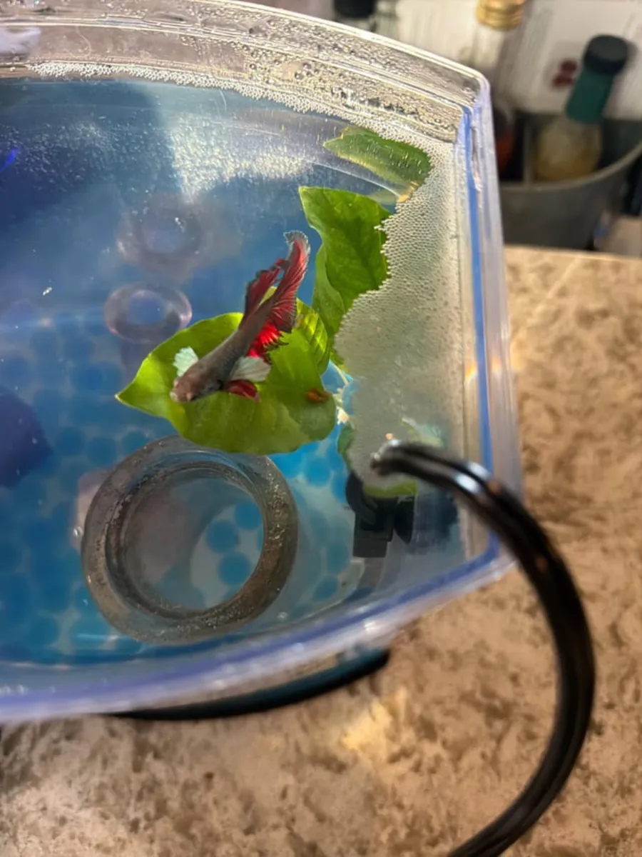Healthy blue betta fish needing a properly prepared aquarium
