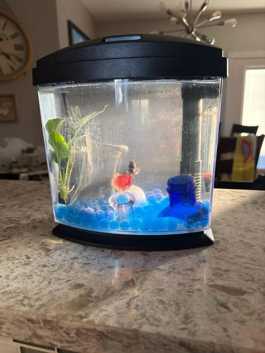 Healthy blue betta fish needing a properly prepared aquarium