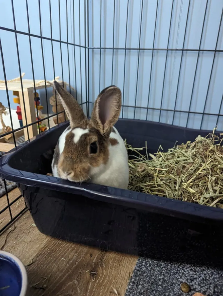 Lapin Mini Rex doux, évoluant dans un environnement entièrement intérieur.