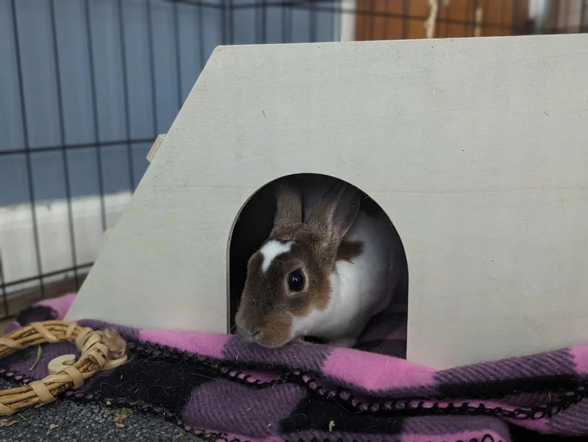 Lapin Mini Rex doux, évoluant dans un environnement entièrement intérieur.