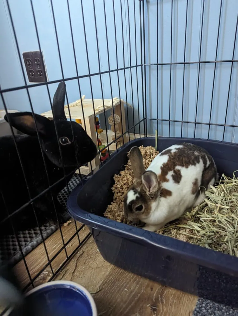 Lapin Mini Rex doux, évoluant dans un environnement entièrement intérieur.