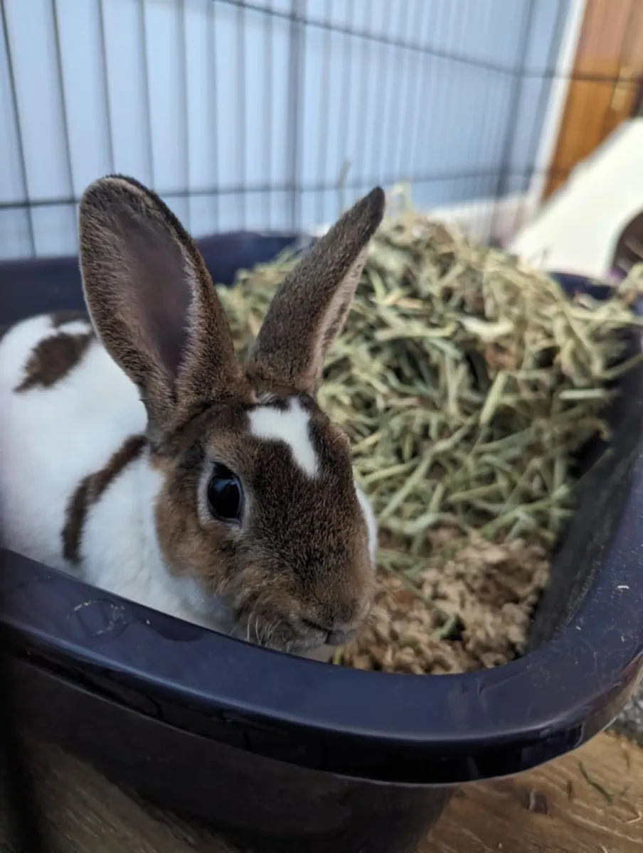 Lapin Mini Rex doux, évoluant dans un environnement entièrement intérieur.