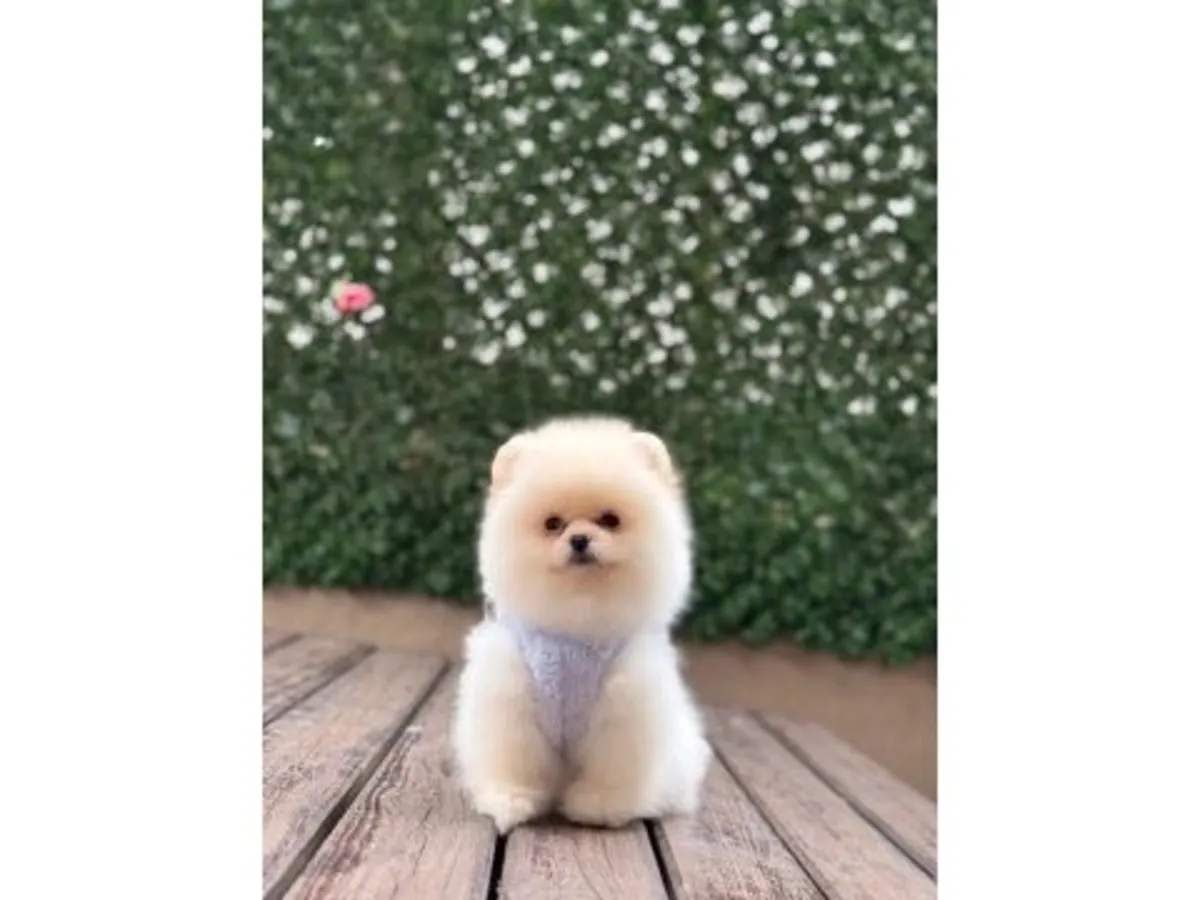 雪白的博美犬男孩——简直像一朵蓬松的云！